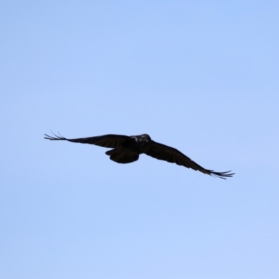 Corvus coronoides (Australian Raven) at Rendezvous Creek, ACT - 4 Sep 2019 by jb2602