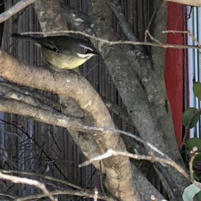 Sericornis frontalis (White-browed Scrubwren) at Aranda, ACT - 10 Sep 2019 by Jubeyjubes