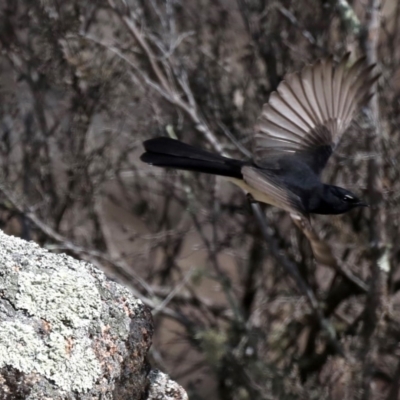 Rhipidura leucophrys (Willie Wagtail) at Rendezvous Creek, ACT - 3 Sep 2019 by jbromilow50