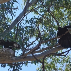 Corcorax melanorhamphos (White-winged Chough) at Deakin, ACT - 8 Sep 2019 by JackyF