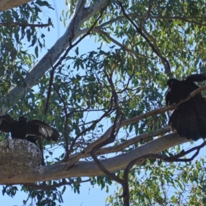 Corcorax melanorhamphos at Deakin, ACT - 8 Sep 2019 11:00 AM