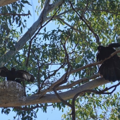 Corcorax melanorhamphos (White-winged Chough) at Deakin, ACT - 8 Sep 2019 by JackyF