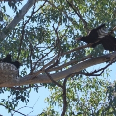 Corcorax melanorhamphos at Deakin, ACT - 8 Sep 2019 11:00 AM