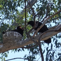 Corcorax melanorhamphos at Deakin, ACT - 8 Sep 2019 11:00 AM