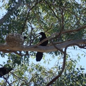 Corcorax melanorhamphos at Deakin, ACT - 8 Sep 2019 11:00 AM