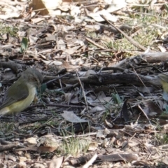 Smicrornis brevirostris at Deakin, ACT - 8 Sep 2019