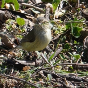 Smicrornis brevirostris at Deakin, ACT - 8 Sep 2019