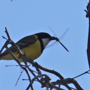 Pachycephala pectoralis at Hughes, ACT - 8 Sep 2019 10:49 AM