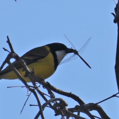 Pachycephala pectoralis (Golden Whistler) at Hughes, ACT - 8 Sep 2019 by JackyF