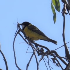 Pachycephala pectoralis at Hughes, ACT - 8 Sep 2019 10:49 AM