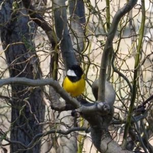 Pachycephala pectoralis at Hughes, ACT - 8 Sep 2019 10:49 AM