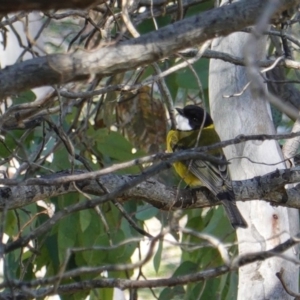 Pachycephala pectoralis at Hughes, ACT - 8 Sep 2019 10:49 AM