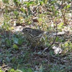 Pyrrholaemus sagittatus (Speckled Warbler) at Deakin, ACT - 8 Sep 2019 by JackyF