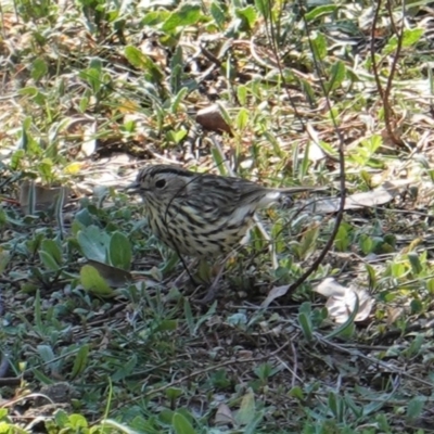 Pyrrholaemus sagittatus (Speckled Warbler) at Deakin, ACT - 8 Sep 2019 by JackyF