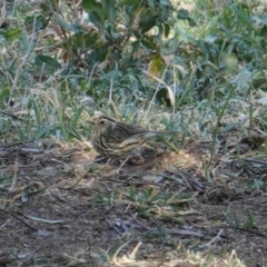 Pyrrholaemus sagittatus at Deakin, ACT - 8 Sep 2019