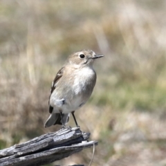Petroica phoenicea (Flame Robin) at Rendezvous Creek, ACT - 4 Sep 2019 by jb2602