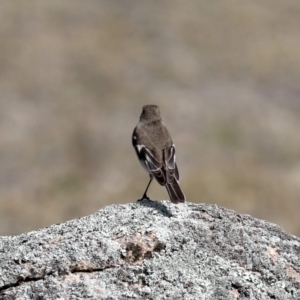 Petroica phoenicea at Rendezvous Creek, ACT - 4 Sep 2019