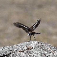 Petroica phoenicea at Rendezvous Creek, ACT - 4 Sep 2019