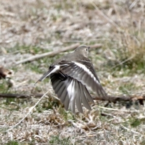 Petroica phoenicea at Rendezvous Creek, ACT - 4 Sep 2019