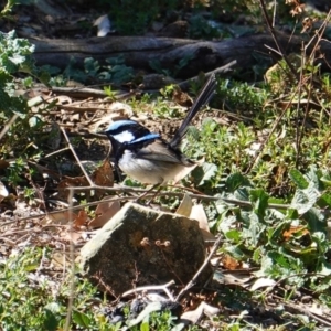 Malurus cyaneus at Deakin, ACT - 8 Sep 2019