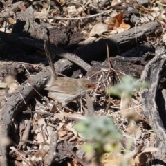 Malurus cyaneus at Deakin, ACT - 8 Sep 2019