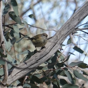 Acanthiza lineata at Deakin, ACT - 8 Sep 2019