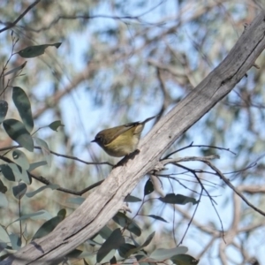 Acanthiza lineata at Deakin, ACT - 8 Sep 2019