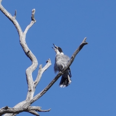 Cracticus torquatus (Grey Butcherbird) at Hughes, ACT - 8 Sep 2019 by JackyF