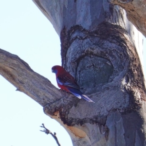 Platycercus elegans at Hughes, ACT - 8 Sep 2019