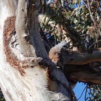 Callocephalon fimbriatum (Gang-gang Cockatoo) at Hughes, ACT - 9 Sep 2019 by JackyF