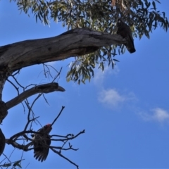 Callocephalon fimbriatum at Hughes, ACT - 9 Sep 2019