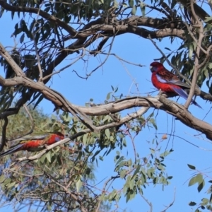 Platycercus elegans at Hughes, ACT - 9 Sep 2019 03:48 PM