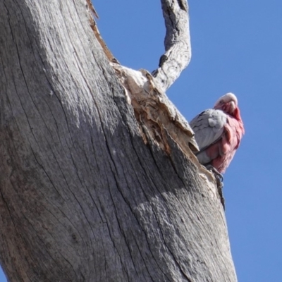 Eolophus roseicapilla (Galah) at Hughes, ACT - 10 Sep 2019 by JackyF