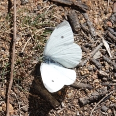 Pieris rapae (Cabbage White) at Hughes, ACT - 10 Sep 2019 by JackyF