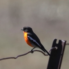 Petroica phoenicea (Flame Robin) at Rendezvous Creek, ACT - 4 Sep 2019 by jb2602