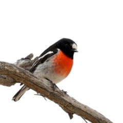 Petroica boodang (Scarlet Robin) at Rendezvous Creek, ACT - 4 Sep 2019 by jb2602