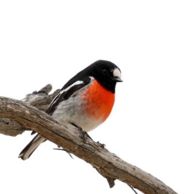 Petroica boodang (Scarlet Robin) at Rendezvous Creek, ACT - 4 Sep 2019 by jb2602