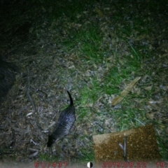 Hydromys chrysogaster (Rakali or Water Rat) at Australian National University - 21 Aug 2019 by U6201848