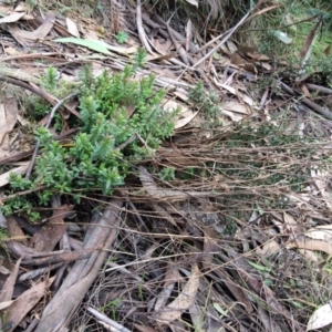 Lobelia dentata at Cotter River, ACT - 27 Aug 2019