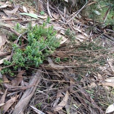 Lobelia dentata (Toothed Lobelia) at Cotter River, ACT - 26 Aug 2019 by NickiTaws