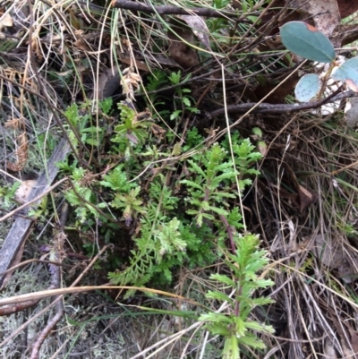 Lobelia dentata (Toothed Lobelia) at Cotter River, ACT - 26 Aug 2019 by NickiTaws