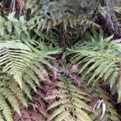 Dicksonia antarctica (Soft Treefern) at Cotter River, ACT - 27 Aug 2019 by NickiTaws