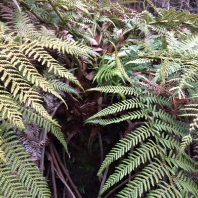 Dicksonia antarctica (Soft Treefern) at Cotter River, ACT - 27 Aug 2019 by NickiTaws