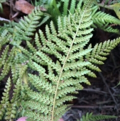 Dicksonia antarctica at Cotter River, ACT - suppressed