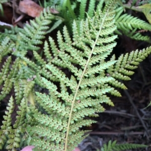 Dicksonia antarctica at Cotter River, ACT - suppressed