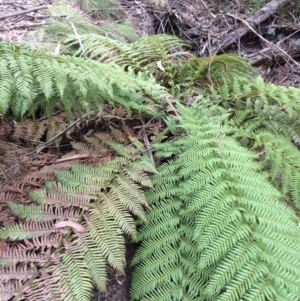 Dicksonia antarctica at Cotter River, ACT - suppressed