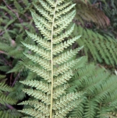 Dicksonia antarctica at Cotter River, ACT - suppressed