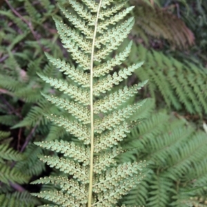 Dicksonia antarctica at Cotter River, ACT - suppressed