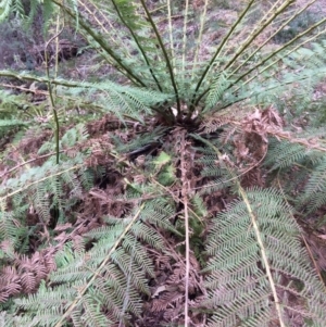 Dicksonia antarctica at Cotter River, ACT - suppressed