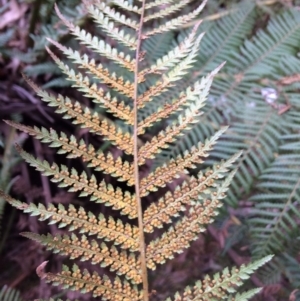 Dicksonia antarctica at Cotter River, ACT - suppressed